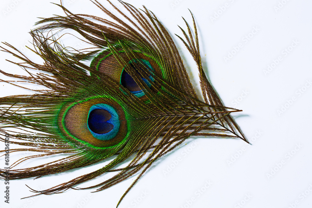Obraz premium Peacock feather isolated white background,colorful peacock feather, isolated on white background