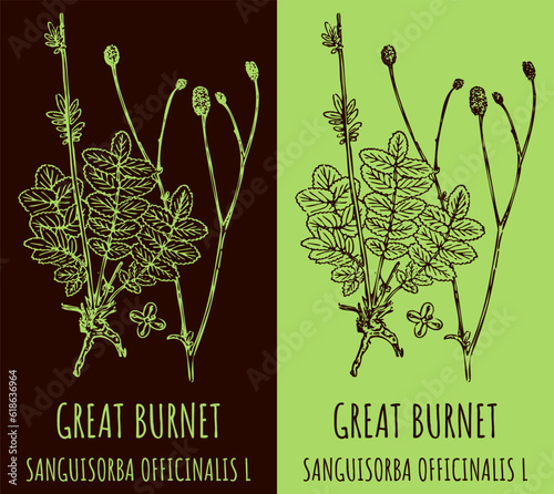 Vector drawings GREAT BURNET. Hand drawn illustration. Latin name SANGUISORBA OFFICINALIS L.
