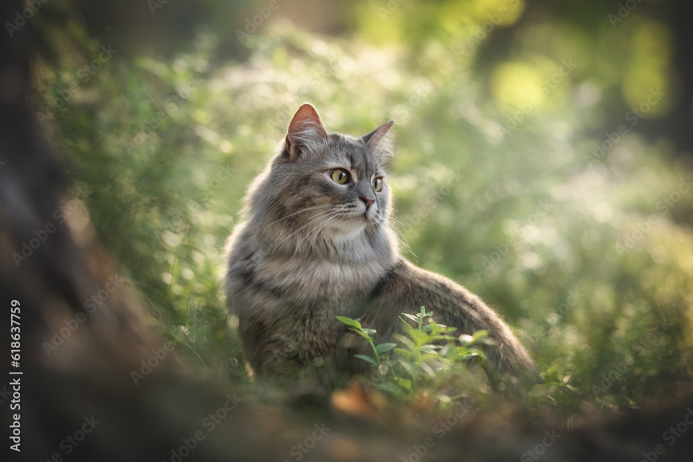 Grey striped cat posing in pine summer forest