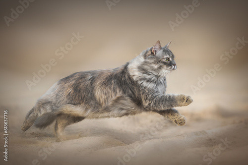 Speedy grey cat running on the sandy beach