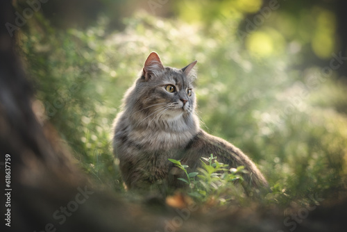 Grey striped cat posing in pine summer forest