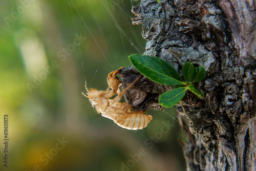 cicada molt on a pear tree in summertime 