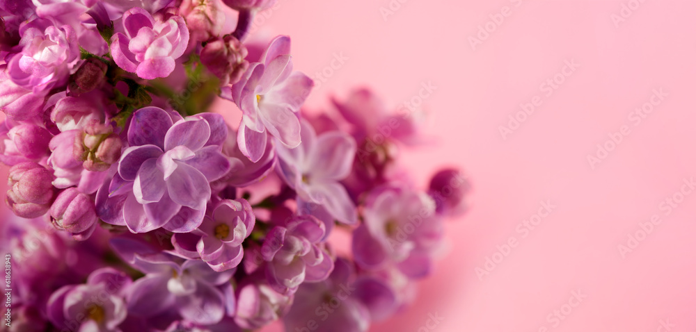 Beautiful lilac flower very close up against gentle pink background with space for text. Floral banner for your promo. Beautiful lilac flower very close up against gentle pink background with space for text. Floral banner for your promo.