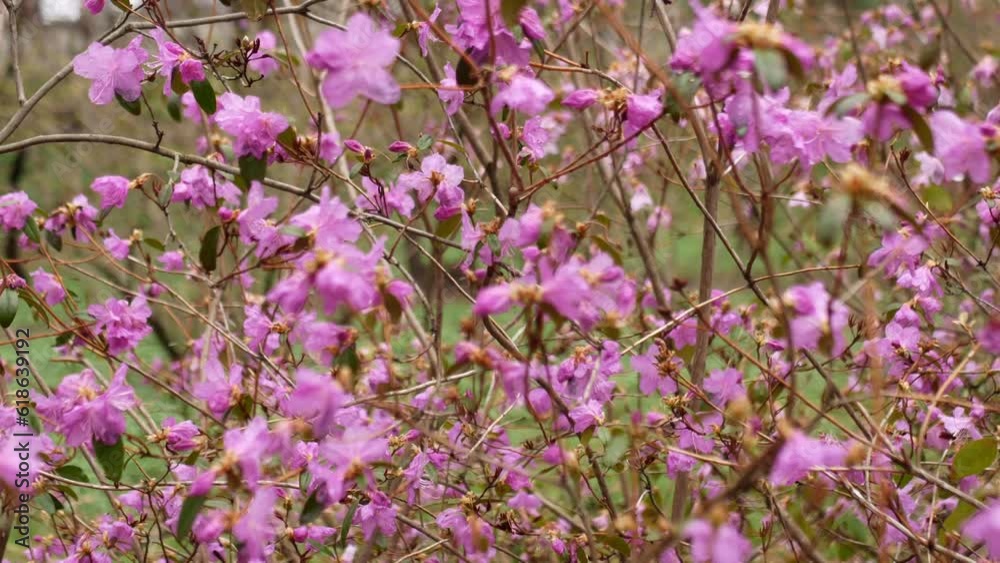 A beautiful bush with small pink flowers against a green lawn. Slow motion of the camera around the plant, focusing on the flowers. A beautiful bush with small pink flowers against a green lawn. Slow motion of the camera around the plant, focusing on the flowers.