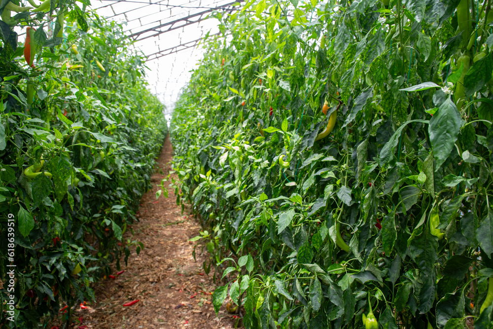 Greenhouse pepper field agriculture (Turkey - Antalya)