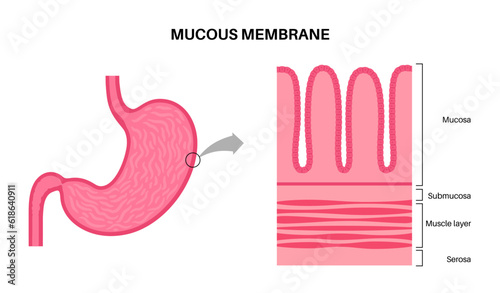 Mucous membrane structure photo