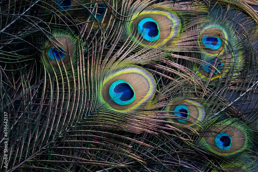 Obraz premium Colorful and Artistic Peacock Feathers. This is a macro photo of the arrangement of bright peacock feathers.