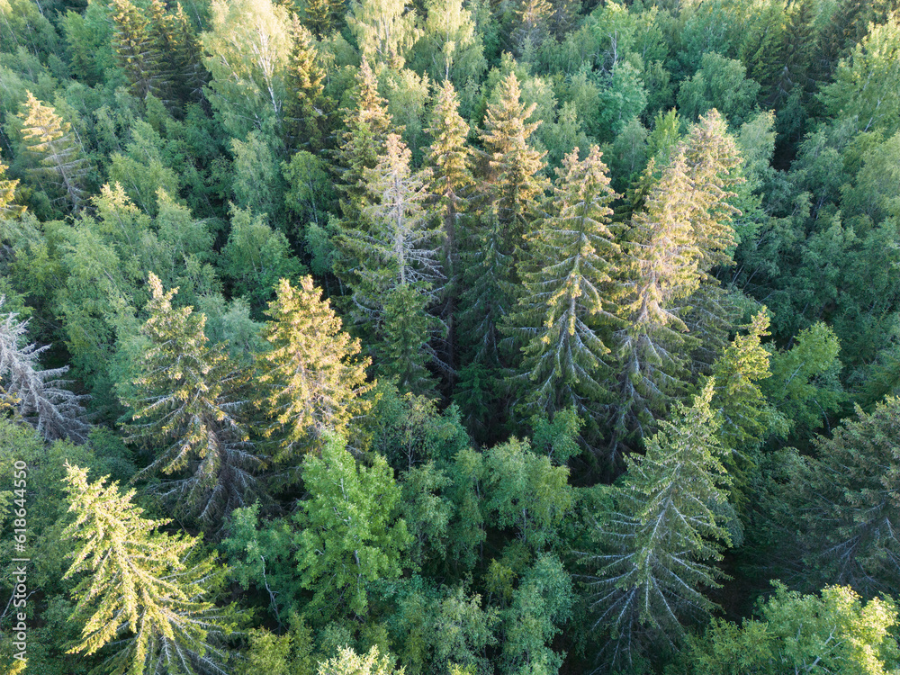 Coniferous forest in summer, height view