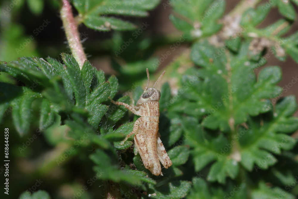 Baby grasshopper on a plant