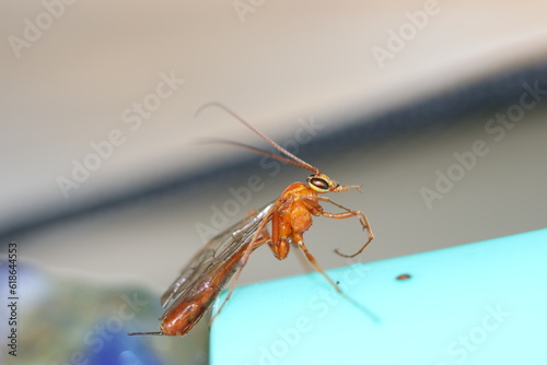 close up of a red wasp
