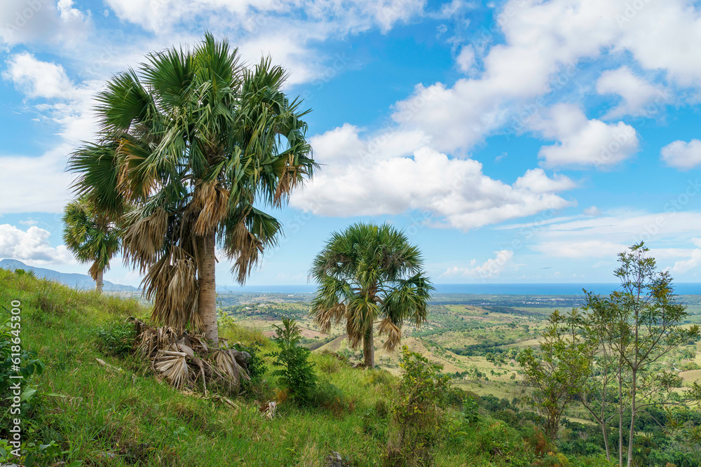 Obraz premium Palm trees on a grassy knoll overlooking the valley and blue ocean