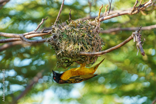 Village weaver carefully threading a nearly finished nest photo