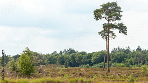 Natural landscape of the national park Haterse and Overasseltse Vennen in Overasselt, province Gelderland, Holland on a cloudy sunny day during the summer photo