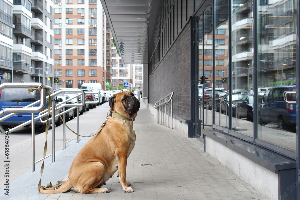 dog in the city is waiting for its owner under a supermarket