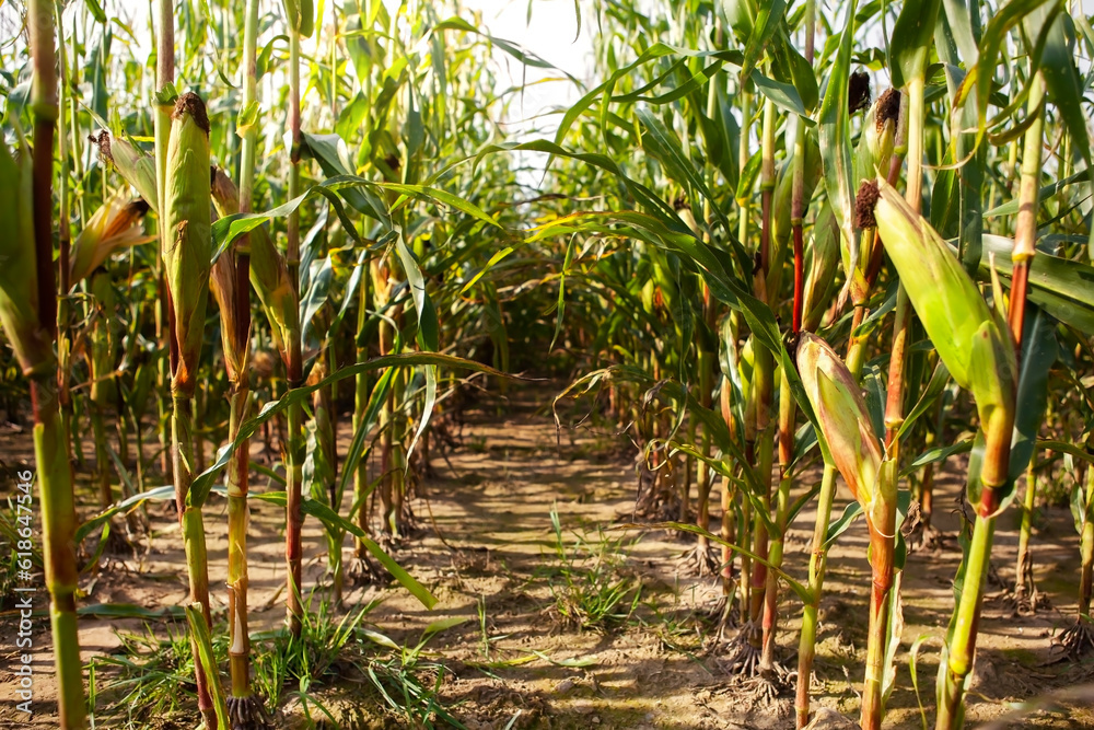 Obraz premium Corn field, with mature corn, ready for harvest.