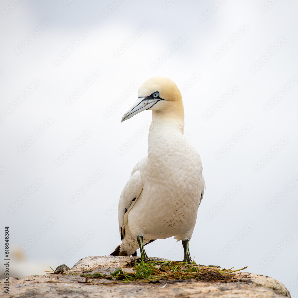 Gannet with nesting materials on rocks on the Saltee Islands, Wexford, Ireland Gannet with nesting materials on rocks on the Saltee Islands, Wexford, Ireland