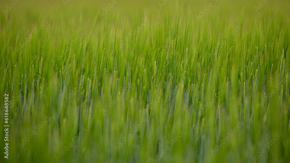 Closeup of green wheat field, selective focus, fills frame