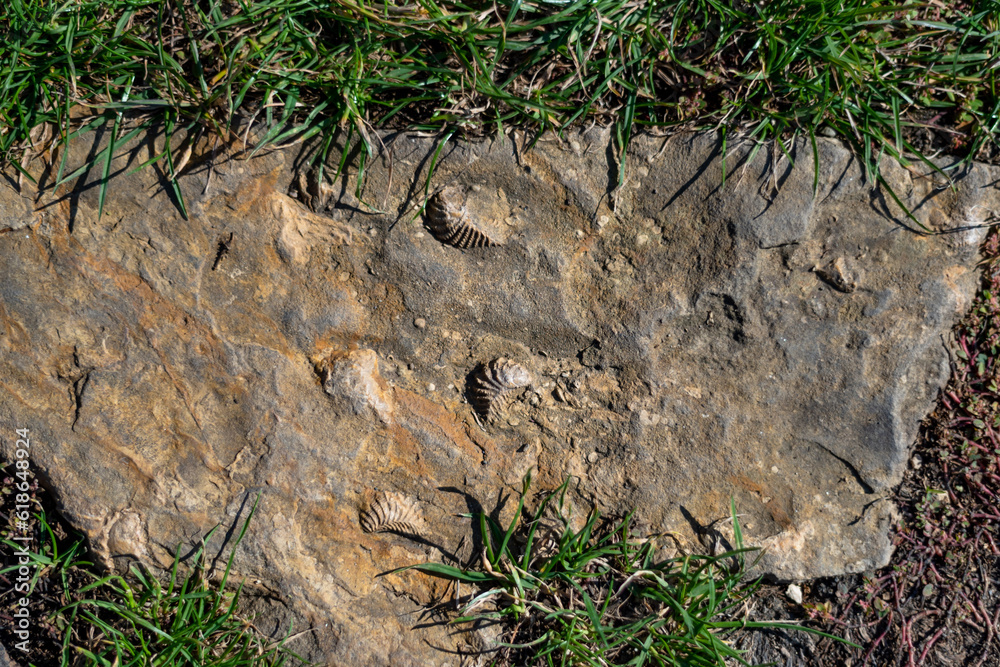 Close up of prehistoric petrified extinct animal imprints in stone. Fossils background Close up of prehistoric petrified extinct animal imprints in stone. Fossils background