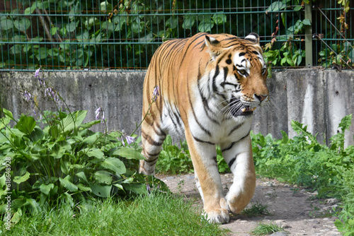 AMUR TIGER LAYING ON THE GROUND