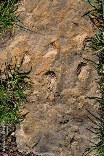 Close up of prehistoric petrified extinct animal imprints in stone. Fossils background