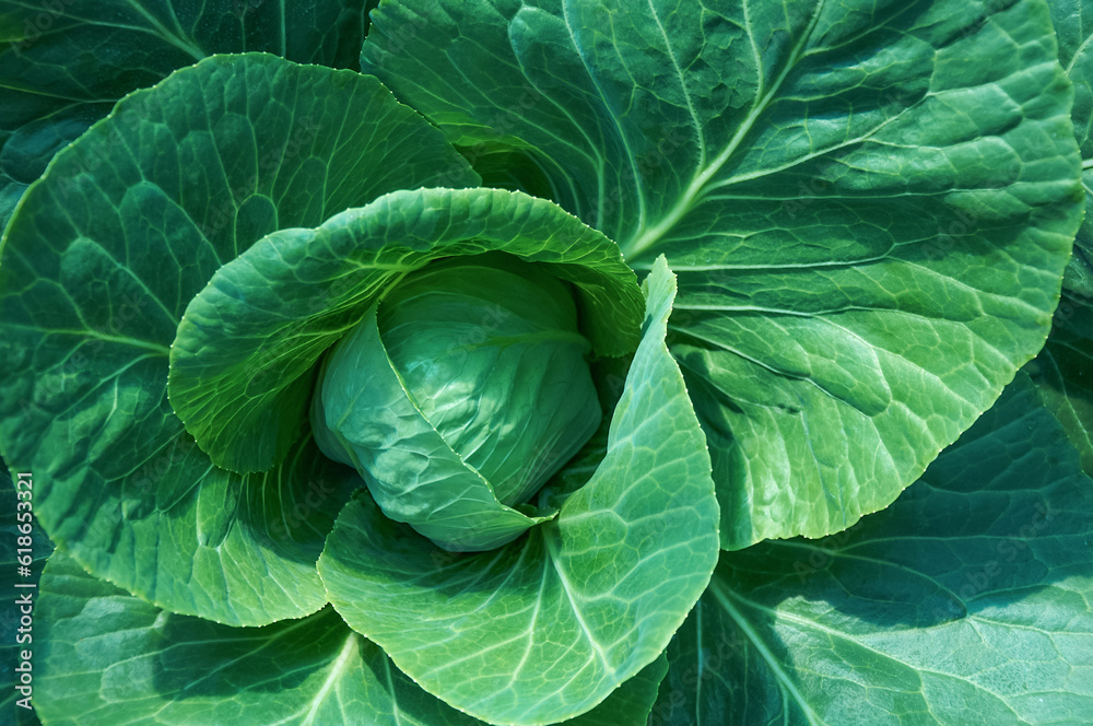 Green leaves of white cabbage in close-up. Head of cabbage in the vegetable garden Green leaves of white cabbage in close-up. Head of cabbage in the vegetable garden