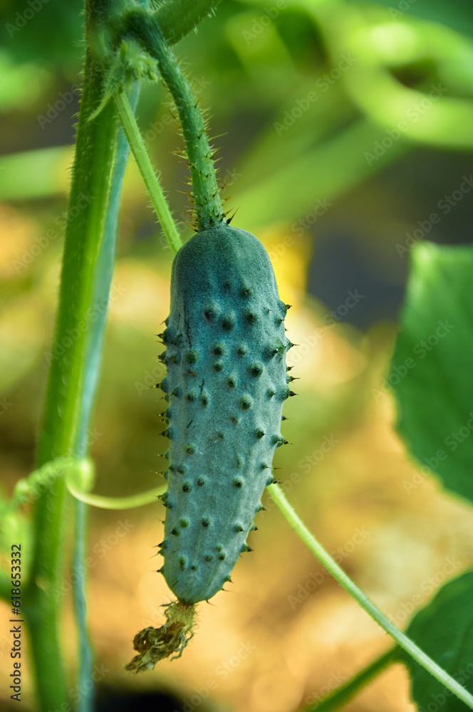 A little cucumber grows among green leaves. Growing vegetables A little cucumber grows among green leaves. Growing vegetables