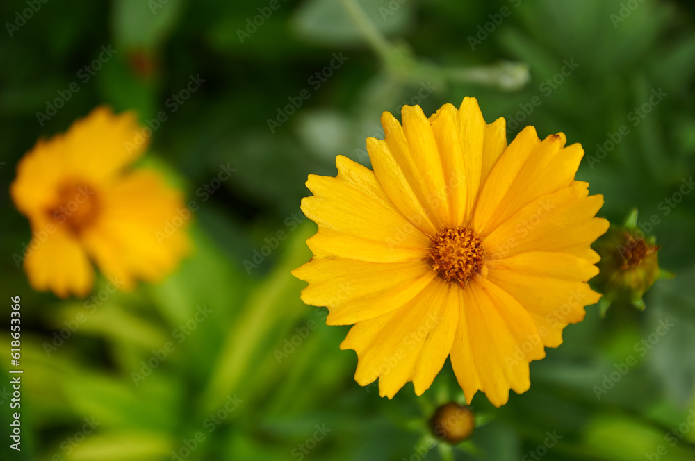 Yellow coreopsis in the summer garden close-up Yellow coreopsis in the summer garden close-up