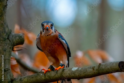 American Kestrel In Its Natural Environment