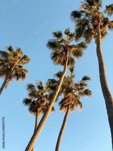 palm trees against sky