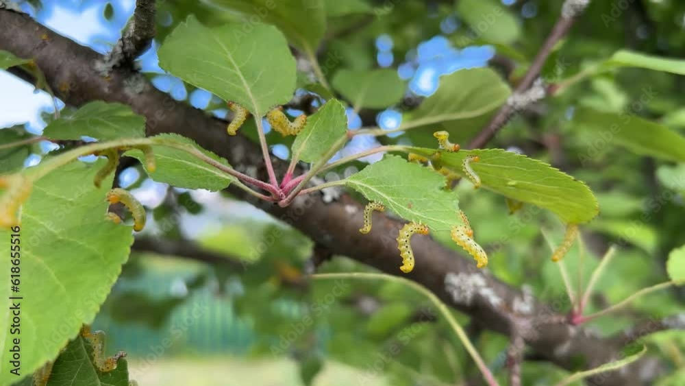 Apple leaves damaged by parasite Choreutis pariana Apple Leaf Skeletonizer. The larvae (caterpillars) feed on fruit trees: apple, pear and cherry in orchards and gardens causing damage Apple leaves damaged by parasite Choreutis pariana Apple Leaf Skeletonizer. The larvae (caterpillars) feed on fruit trees: apple, pear and cherry in orchards and gardens causing damage