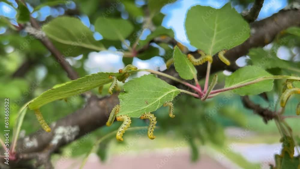 Apple leaves damaged by parasite Choreutis pariana Apple Leaf Skeletonizer. The larvae (caterpillars) feed on fruit trees: apple, pear and cherry in orchards and gardens causing damage Apple leaves damaged by parasite Choreutis pariana Apple Leaf Skeletonizer. The larvae (caterpillars) feed on fruit trees: apple, pear and cherry in orchards and gardens causing damage