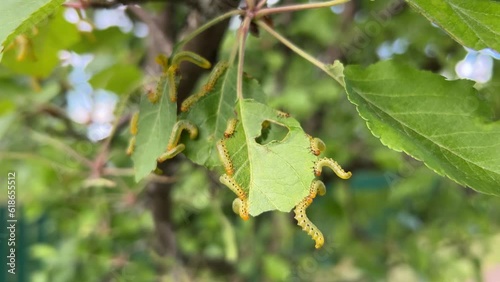 Apple leaves damaged by parasite Choreutis pariana Apple Leaf Skeletonizer. The larvae (caterpillars) feed on fruit trees: apple, pear and cherry in orchards and gardens causing damage photo