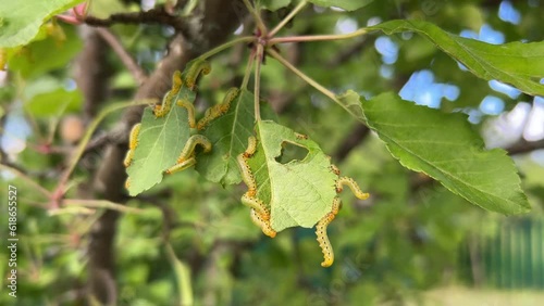 Apple leaves damaged by parasite Choreutis pariana Apple Leaf Skeletonizer. The larvae (caterpillars) feed on fruit trees: apple, pear and cherry in orchards and gardens causing damage photo