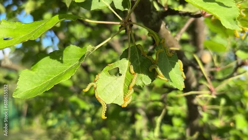 Wallpaper Mural Apple leaves damaged by parasite Choreutis pariana Apple Leaf Skeletonizer. The larvae (caterpillars) feed on fruit trees: apple, pear and cherry in orchards and gardens causing damage Torontodigital.ca