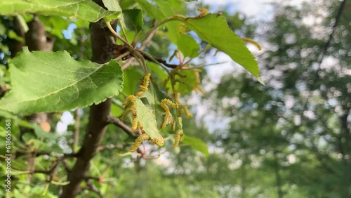 Apple leaves damaged by parasite Choreutis pariana Apple Leaf Skeletonizer. The larvae (caterpillars) feed on fruit trees: apple, pear and cherry in orchards and gardens causing damage photo