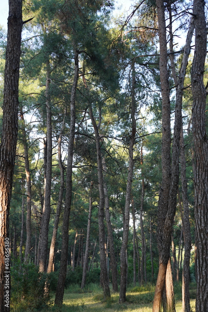 Obraz premium trees in the forest