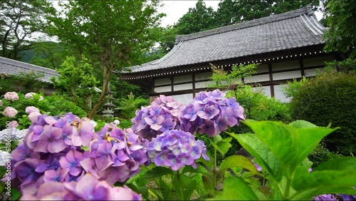 あじさいの咲く梅雨時の弓削寺 （岐阜県揖斐郡, 2023年6月） photo