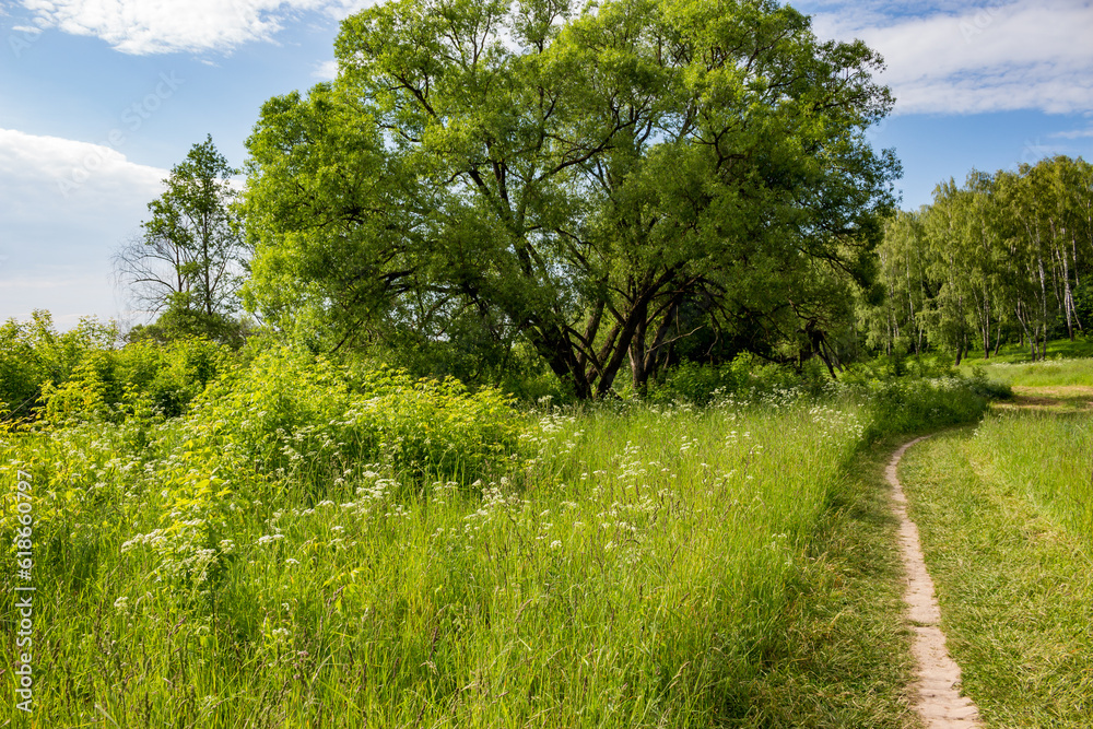 Beautiful green landscape overlooking a walking path running among trees and tall grass Beautiful green landscape overlooking a walking path running among trees and tall grass