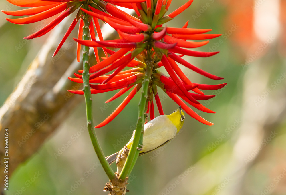 Swinhoe's White-Eye Eyes Exotic Tropical Flower in Taipei Taiwan