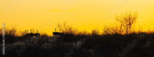 Photography South African Ostriches at Sunset in Namibian Grasslands