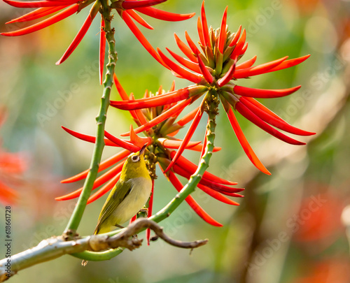 Swinhoe's White-Eye Eyes Exotic Tropical Flower in Taipei Taiwan photo