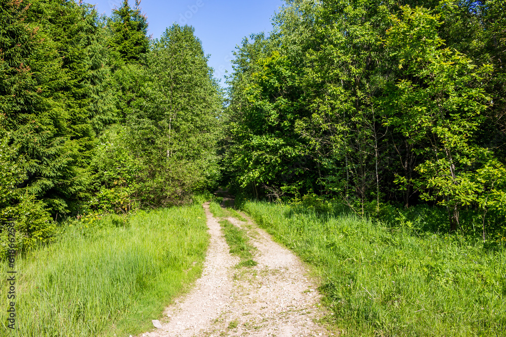 Country road leading into a green forest