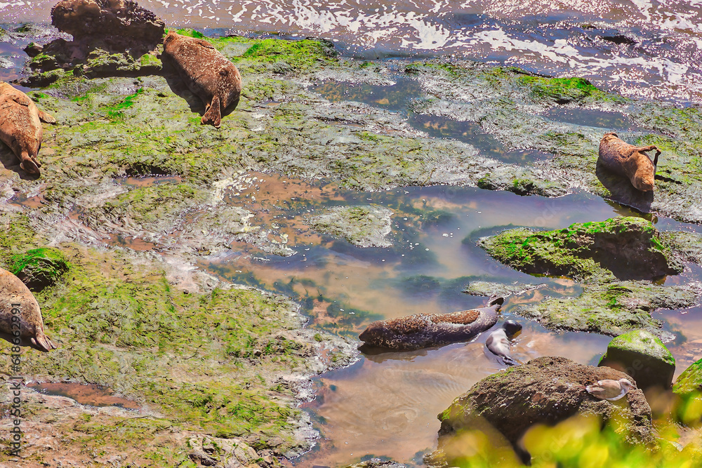 Newborn baby seals in Carpinteria California seal rookery Stock Photo