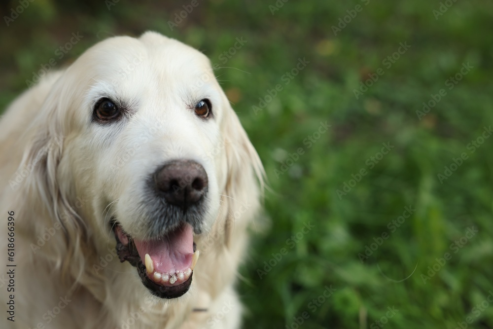 Cute golden retriever lying on green grass in park, space for text