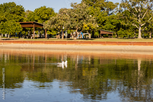 Two seagulls floating on the water at Palm Beach on the Gold Coast  Queensland Australia