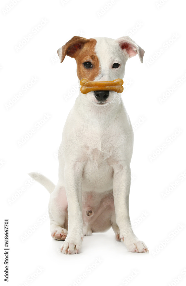 Cute Jack Russell Terrier with bone dog treat on nose against white background