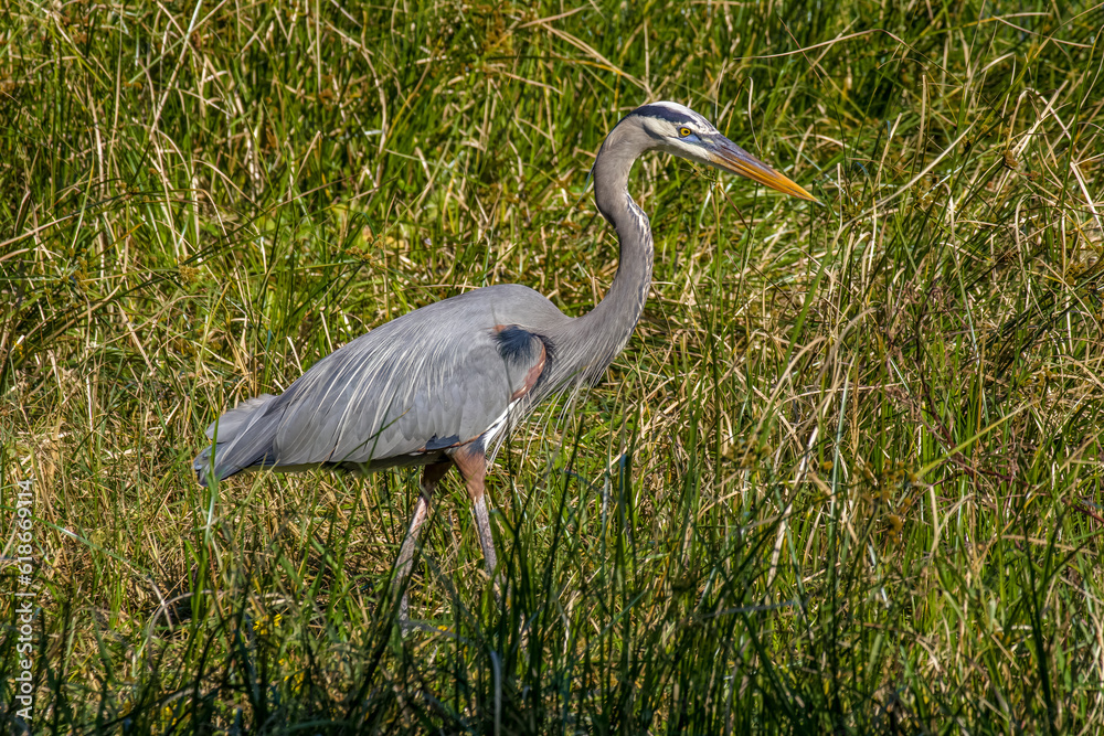 Fototapeta premium great blue heron