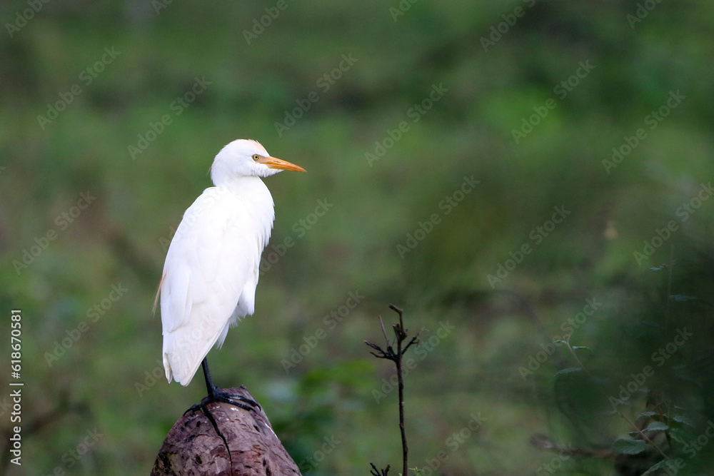Cattle Egret (Bubulcus ibis) perched on top of a log Cattle Egret (Bubulcus ibis) perched on top of a log