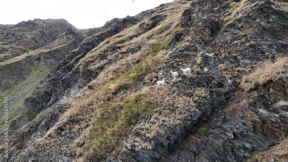 Aerial shot of Rocky Mountain Goats Climbing a steep mountaintop cliff in Svaneti mountains. Georgia Aerial shot of Rocky Mountain Goats Climbing a steep mountaintop cliff in Svaneti mountains. Georgia