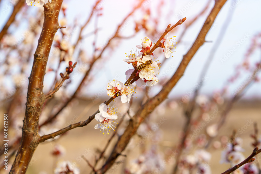 A bee on a fruit tree flower pollinates in early spring, toned. Spring background with copy space A bee on a fruit tree flower pollinates in early spring, toned. Spring background with copy space